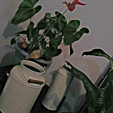 Rosales *